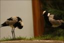 Filename=IMG_7336.jpg
Filesize=97KiB
Dimensions=800x534
Date added=Oct 11, 2016 IMG_7336.jpg