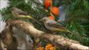 Filename=DSC03825.JPG
Filesize=178KiB
Dimensions=1024x576
Date added=Oct 11, 2016 DSC03825.JPG