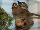 Filename=DSCF3457.JPG
Filesize=55KiB
Dimensions=480x360
Date added=Oct 11, 2016 DSCF3457.JPG