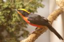 Filename=DSC00289.jpg
Filesize=39KiB
Dimensions=640x428
Date added=Oct 11, 2016 DSC00289.jpg