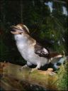 Filename=B_Kocken_Vogelshow_2015_257.jpg
Filesize=60KiB
Dimensions=360x480
Date added=Oct 11, 2016 B_Kocken_Vogelshow_2015_257.jpg