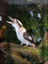 Filename=B_Kocken_Vogelshow_2015_258.jpg
Filesize=59KiB
Dimensions=360x480
Date added=Oct 11, 2016 B_Kocken_Vogelshow_2015_258.jpg