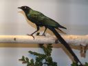 Filename=B_Kocken_Vogelshow_2015_261.jpg
Filesize=43KiB
Dimensions=640x480
Date added=Oct 11, 2016 B_Kocken_Vogelshow_2015_261.jpg