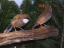 Filename=B_Kocken_Vogelshow_2015_264.jpg
Filesize=72KiB
Dimensions=640x480
Date added=Oct 11, 2016 B_Kocken_Vogelshow_2015_264.jpg
