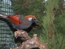 Filename=B_Kocken_Vogelshow_2015_267.jpg
Filesize=72KiB
Dimensions=640x480
Date added=Oct 11, 2016 B_Kocken_Vogelshow_2015_267.jpg