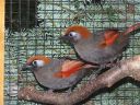 Filename=B_Kocken_Vogelshow_2015_270.jpg
Filesize=101KiB
Dimensions=640x480
Date added=Oct 11, 2016 B_Kocken_Vogelshow_2015_270.jpg