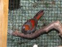 Filename=B_Kocken_Vogelshow_2015_272.jpg
Filesize=97KiB
Dimensions=640x480
Date added=Oct 11, 2016 B_Kocken_Vogelshow_2015_272.jpg