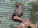 Filename=B_Kocken_Vogelshow_2015_273.jpg
Filesize=68KiB
Dimensions=640x480
Date added=Oct 11, 2016 B_Kocken_Vogelshow_2015_273.jpg