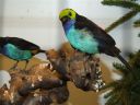 Filename=B_Kocken_Vogelshow_2015_347.jpg
Filesize=56KiB
Dimensions=640x480
Date added=Oct 11, 2016 B_Kocken_Vogelshow_2015_347.jpg