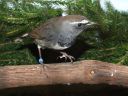 Filename=B_Kocken_Vogelshow_2015_349.jpg
Filesize=64KiB
Dimensions=640x480
Date added=Oct 11, 2016 B_Kocken_Vogelshow_2015_349.jpg