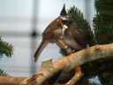 Filename=B_Kocken_Vogelshow_2015_351.jpg
Filesize=56KiB
Dimensions=640x480
Date added=Oct 11, 2016 B_Kocken_Vogelshow_2015_351.jpg