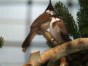 Filename=B_Kocken_Vogelshow_2015_352.jpg
Filesize=51KiB
Dimensions=640x480
Date added=Oct 11, 2016 B_Kocken_Vogelshow_2015_352.jpg