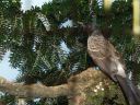 Filename=B_Kocken_Vogelshow_2015_355.jpg
Filesize=87KiB
Dimensions=640x480
Date added=Oct 11, 2016 B_Kocken_Vogelshow_2015_355.jpg