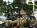 Filename=B_Kocken_Vogelshow_2015_356.jpg
Filesize=91KiB
Dimensions=640x480
Date added=Oct 11, 2016 B_Kocken_Vogelshow_2015_356.jpg