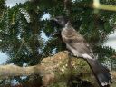 Filename=B_Kocken_Vogelshow_2015_357.jpg
Filesize=91KiB
Dimensions=640x480
Date added=Oct 11, 2016 B_Kocken_Vogelshow_2015_357.jpg