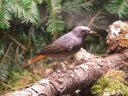 Filename=B_Kocken_Vogelshow_2015_359.jpg
Filesize=72KiB
Dimensions=640x480
Date added=Oct 11, 2016 B_Kocken_Vogelshow_2015_359.jpg