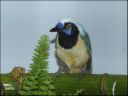 Filename=DSCF8846.JPG
Filesize=39KiB
Dimensions=480x360
Date added=Oct 11, 2016 DSCF8846.JPG