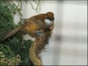 Filename=DSCF8879.JPG
Filesize=52KiB
Dimensions=480x360
Date added=Oct 11, 2016 DSCF8879.JPG