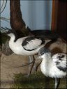 Filename=DSCF8885.JPG
Filesize=54KiB
Dimensions=360x480
Date added=Oct 11, 2016 DSCF8885.JPG