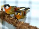 Filename=DSCF8900.JPG
Filesize=56KiB
Dimensions=480x360
Date added=Oct 11, 2016 DSCF8900.JPG