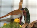 Filename=DSCF8936.JPG
Filesize=47KiB
Dimensions=480x360
Date added=Oct 11, 2016 DSCF8936.JPG