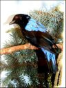 Filename=DSCF8998.JPG
Filesize=83KiB
Dimensions=360x480
Date added=Oct 11, 2016 DSCF8998.JPG