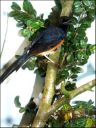 Filename=DSCF9024.JPG
Filesize=73KiB
Dimensions=360x480
Date added=Oct 11, 2016 DSCF9024.JPG