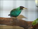 Filename=DSCF9055.JPG
Filesize=40KiB
Dimensions=480x360
Date added=Oct 11, 2016 DSCF9055.JPG