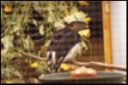 Filename=thumb_VSC2009-68.JPG
Filesize=9KiB
Dimensions=149x100
Date added=Oct 11, 2016 thumb_VSC2009-68.JPG
