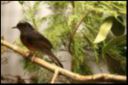 Filename=thumb_VSC2009-74.jpg
Filesize=9KiB
Dimensions=150x100
Date added=Oct 11, 2016 thumb_VSC2009-74.jpg