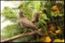 Filename=thumb_VSC2009-78.jpg
Filesize=9KiB
Dimensions=150x100
Date added=Oct 11, 2016 thumb_VSC2009-78.jpg