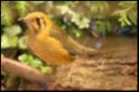 Filename=thumb_VSC2009-79.jpg
Filesize=8KiB
Dimensions=150x100
Date added=Oct 11, 2016 thumb_VSC2009-79.jpg