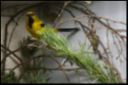 Filename=thumb_VSC2009-85.jpg
Filesize=8KiB
Dimensions=150x100
Date added=Oct 11, 2016 thumb_VSC2009-85.jpg