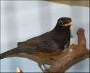 dscf5260_-_turdus_dissimilis.jpg