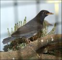 dscf5262_-_Turdus_cardis.jpg