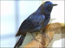 Filename=dscf5319_-_Myiomela_leucura.jpg
Filesize=76KiB
Dimensions=640x480
Date added=Oct 11, 2016 dscf5319_-_Myiomela_leucura.jpg