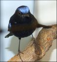 Filename=dscf5320_-_Myiomela_leucura.jpg
Filesize=51KiB
Dimensions=405x446
Date added=Oct 11, 2016 dscf5320_-_Myiomela_leucura.jpg