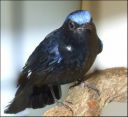 Filename=dscf5323_-_Myiomela_leucura.jpg
Filesize=62KiB
Dimensions=498x456
Date added=Oct 11, 2016 dscf5323_-_Myiomela_leucura.jpg
