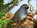 Filename=dscf5324_-_Luscinia_pectoralis.jpg
Filesize=114KiB
Dimensions=640x480
Date added=Oct 11, 2016 dscf5324_-_Luscinia_pectoralis.jpg