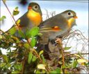 Filename=dscf5326_-_1-1_Leiothrix_lutea.jpg
Filesize=110KiB
Dimensions=563x472
Date added=Oct 11, 2016 dscf5326_-_1-1_Leiothrix_lutea.jpg