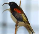 Filename=dscf5333_-_Drepanorhynchus_reichenowi.jpg
Filesize=56KiB
Dimensions=540x471
Date added=Oct 11, 2016 dscf5333_-_Drepanorhynchus_reichenowi.jpg