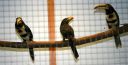 Filename=IMG_5342m_28Medium29.jpg
Filesize=46KiB
Dimensions=800x411
Date added=Oct 11, 2016 IMG_5342m_28Medium29.jpg