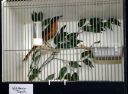Filename=IMG_5425m_28Medium29.jpg
Filesize=79KiB
Dimensions=800x590
Date added=Oct 11, 2016 IMG_5425m_28Medium29.jpg