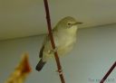 Filename=f05_28Small29.jpg
Filesize=22KiB
Dimensions=640x462
Date added=Oct 11, 2016 f05_28Small29.jpg