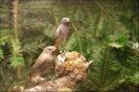 Filename=DSC03951.jpg
Filesize=149KiB
Dimensions=800x536
Date added=Oct 11, 2016 DSC03951.jpg