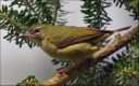 Filename=DSC00949.jpg
Filesize=132KiB
Dimensions=800x503
Date added=Oct 11, 2016 DSC00949.jpg