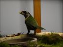 Grijswangbaardvogel.JPG