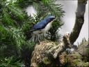 Filename=Siberische_blauwe_nachtegaal.JPG
Filesize=181KiB
Dimensions=800x600
Date added=Oct 11, 2016 Siberische_blauwe_nachtegaal.JPG