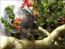 Filename=Siberische_lijster.JPG
Filesize=142KiB
Dimensions=800x600
Date added=Oct 11, 2016 Siberische_lijster.JPG