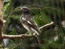 Filename=Zwarte_roodborsttapuit.JPG
Filesize=140KiB
Dimensions=800x600
Date added=Oct 11, 2016 Zwarte_roodborsttapuit.JPG